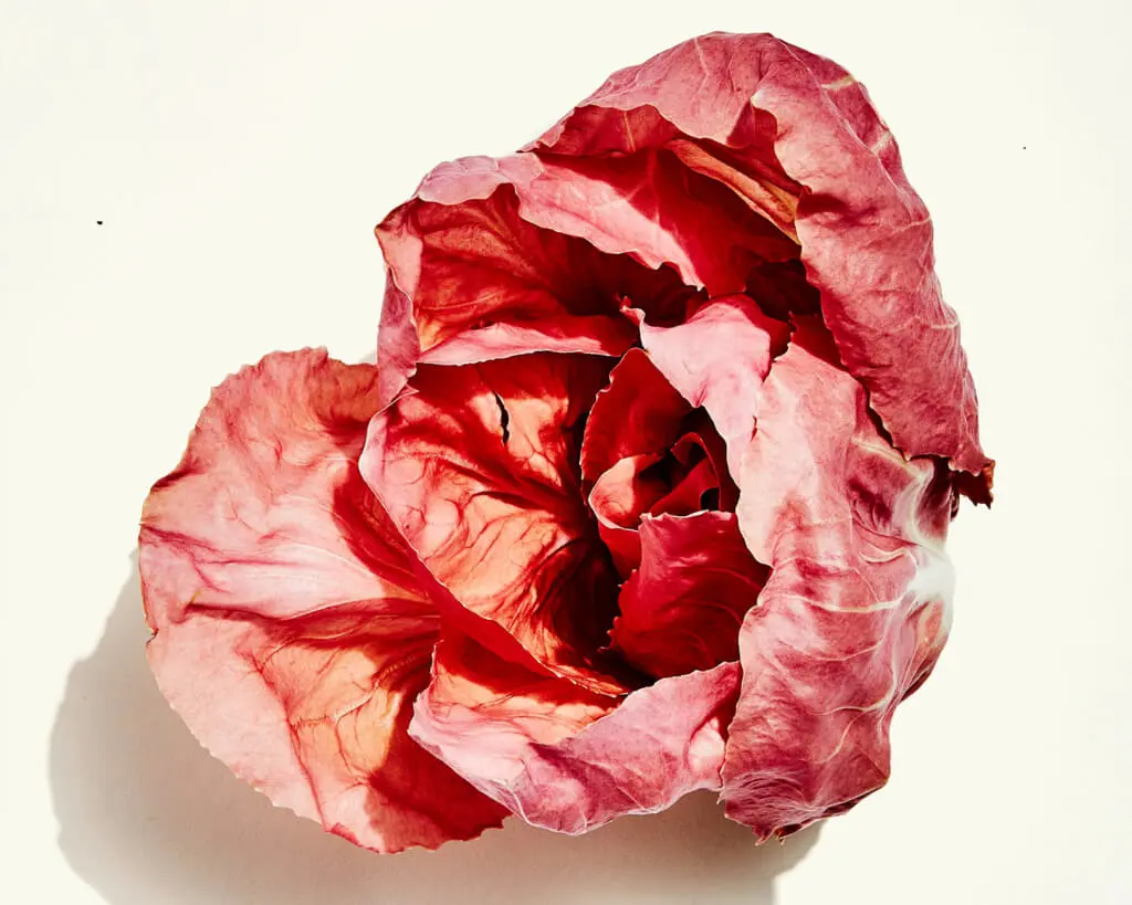 Pink Radicchio