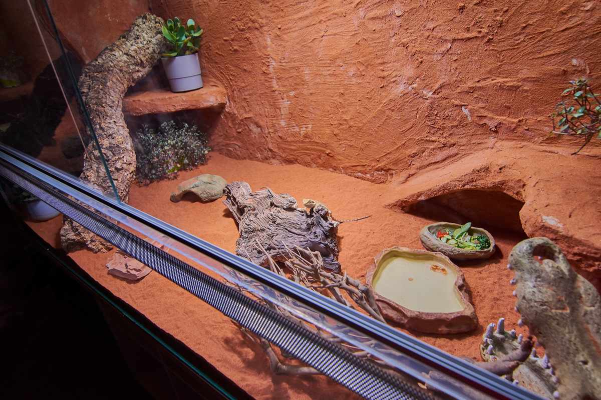 Terrarium und Terrarium-Zubehör kaufen auf Ricardo.