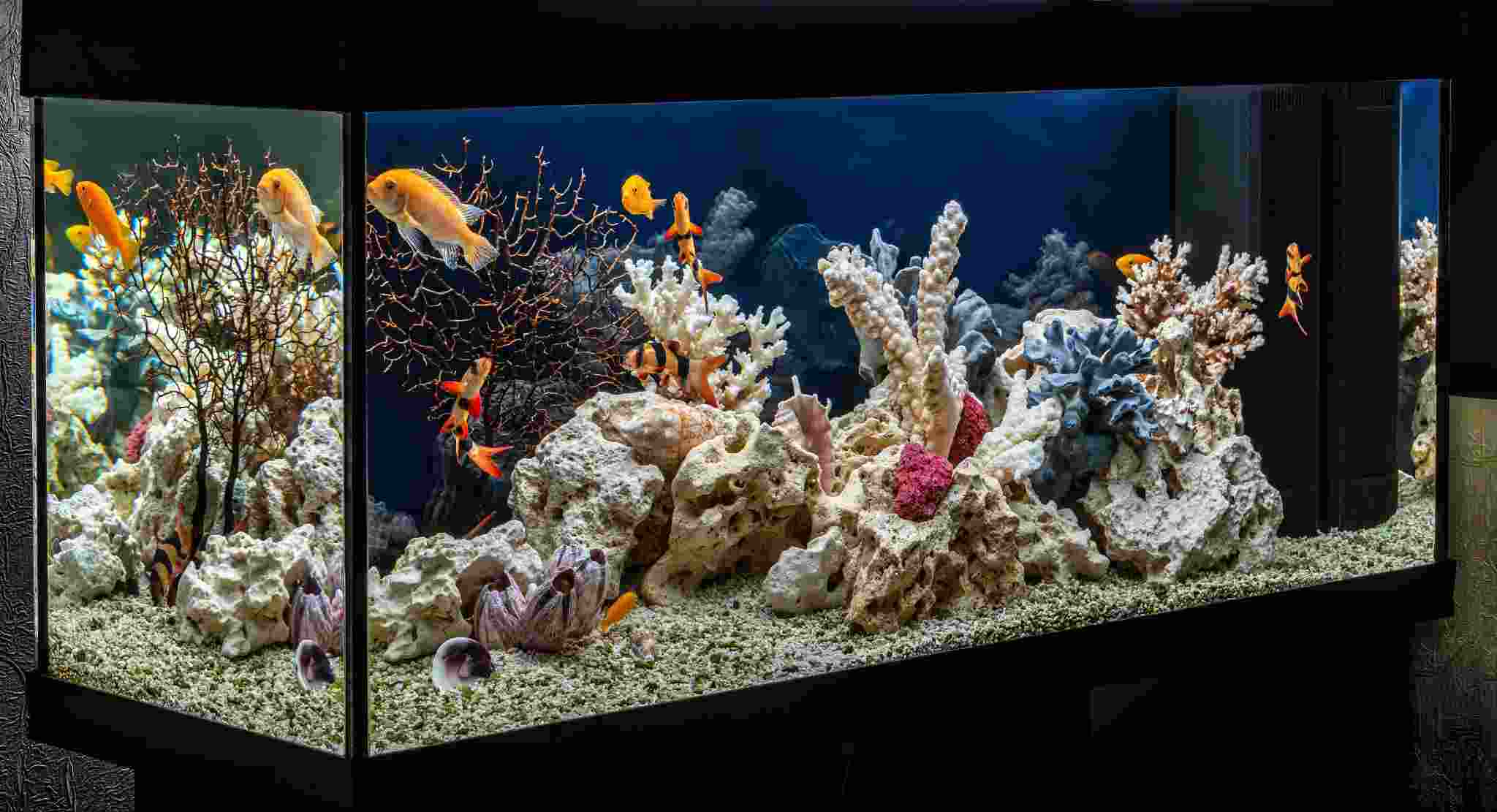 Aquarium und Aquarium-Zubehör kaufen auf Ricardo.