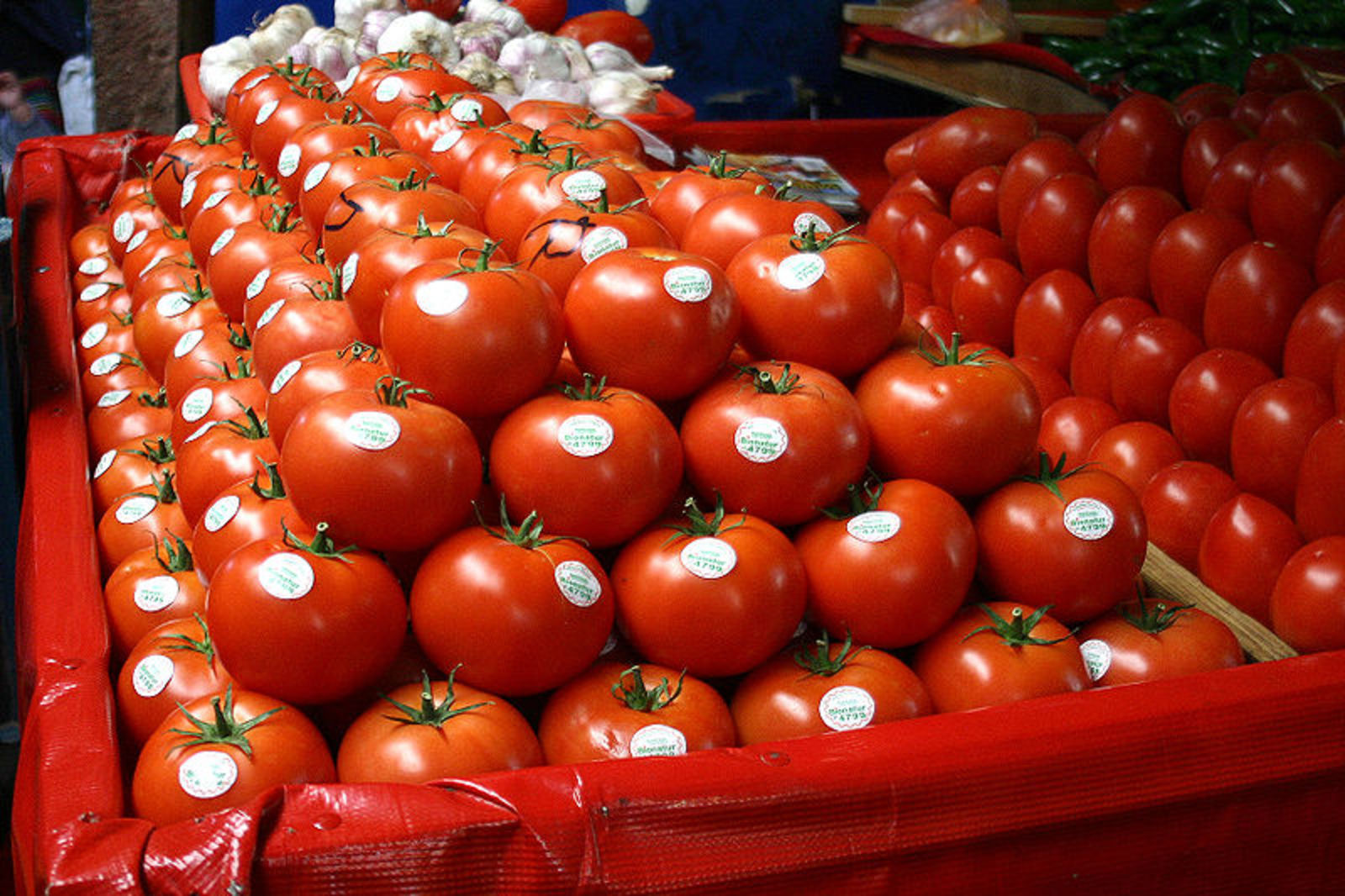 Exportaciones de tomate mexicano a Canadá avanzan tras arancel antidumping de EU.