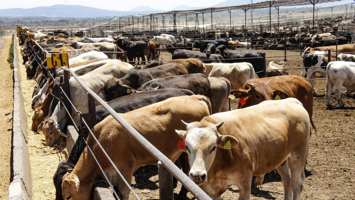 Sanidad, T-MEC y precios, el triple frente de la carne en 2026.