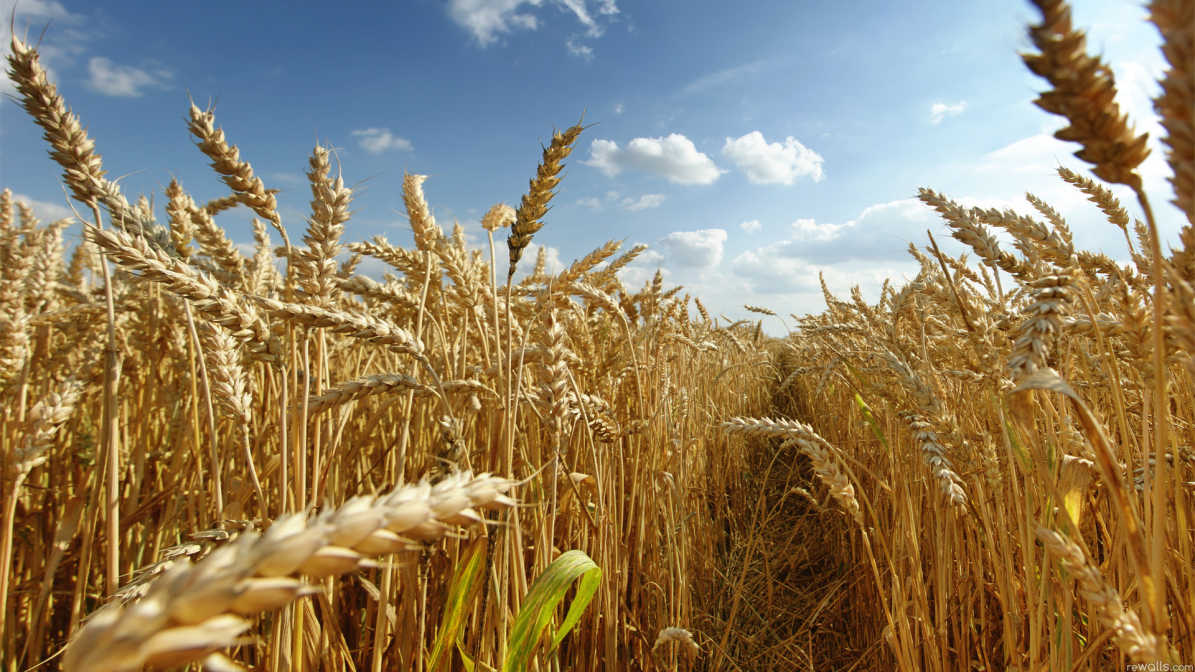 Cómo el trigo se convirtió en un arma geopolítica