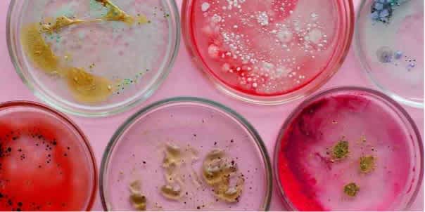 Qué son las bacterias benéficas y cómo actúan en nuestro cuerpo