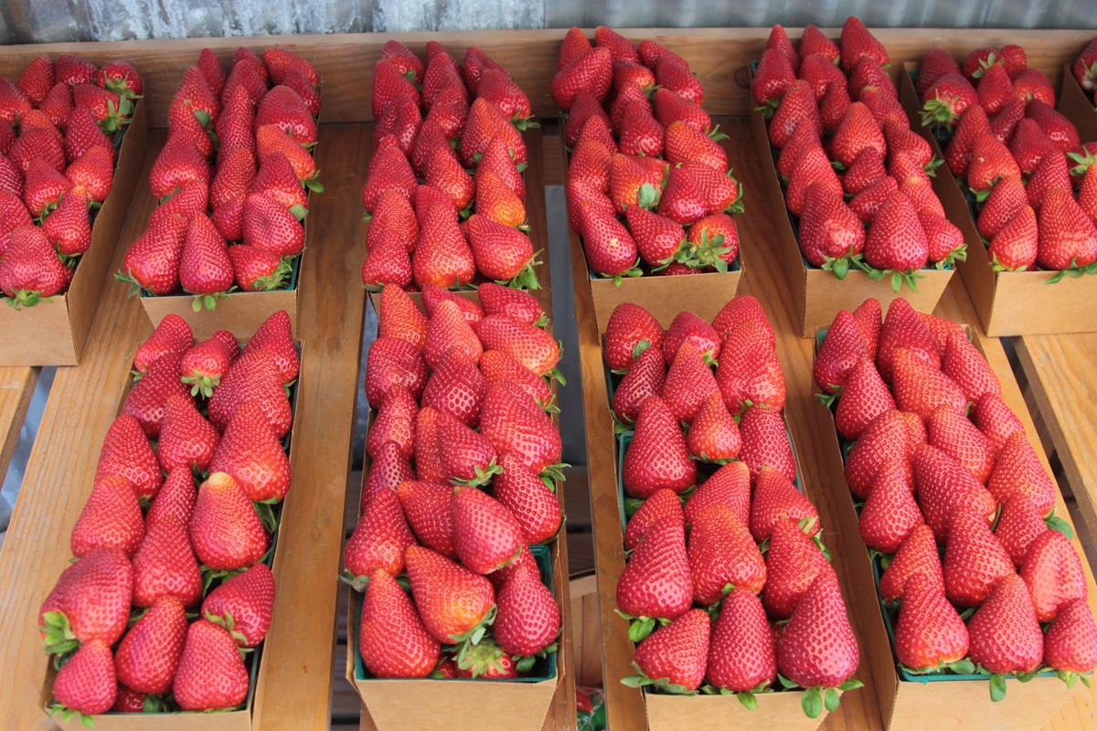 EU llena su despensa desde México, con 21% de sus importaciones agro.