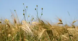Agricultural Commodities | Commodity Market, Prices, Trends & more