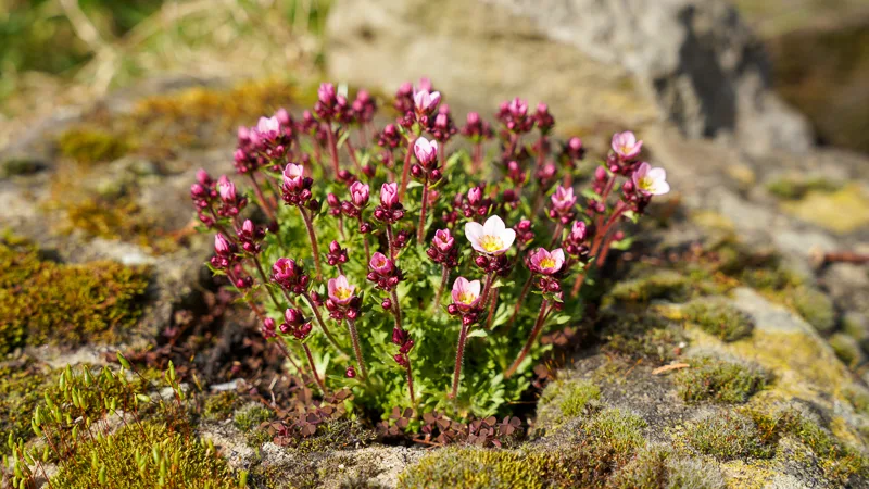 DO PLANTS HAVE CONSCIOUSNESS?