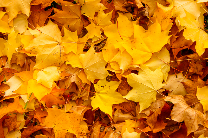5 REASONS TO LEAVE FALLEN LEAVES 