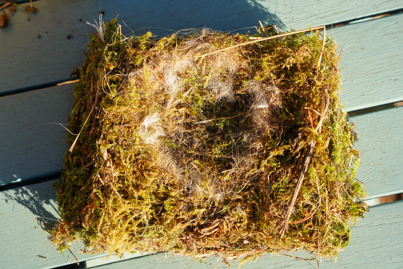 WHEN AND HOW TO CLEAN BIRD NEST BOXES