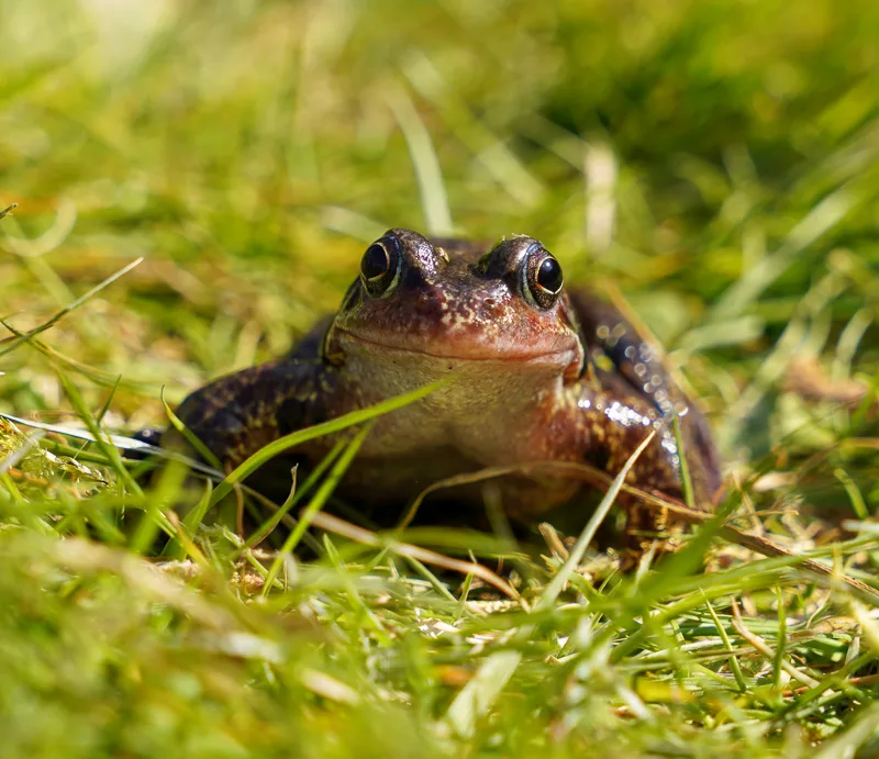 FROG OR TOAD? 10 WAYS TO TELL THE DIFFERENCE