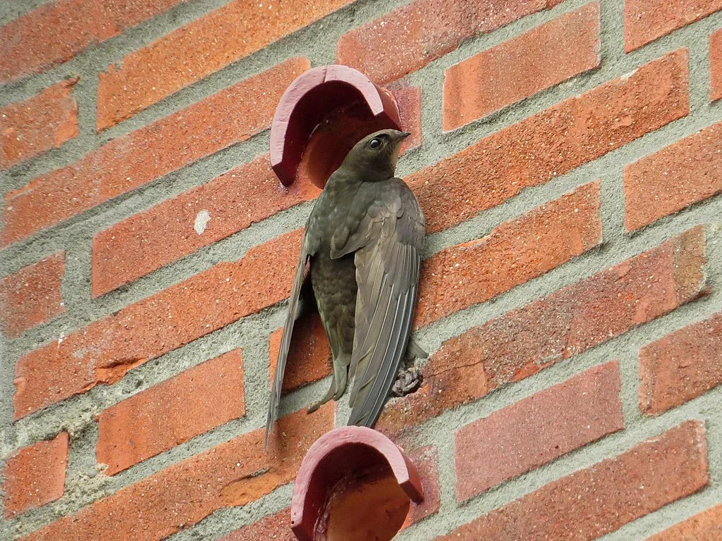 Swift bricks blocked