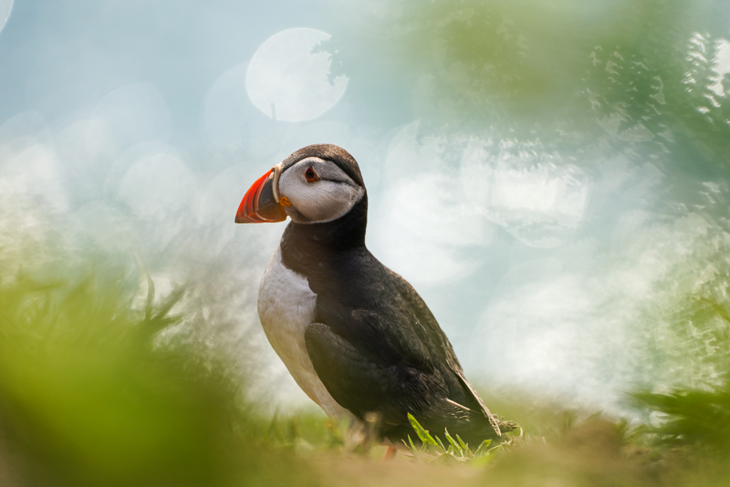 Tips for photographing puffins on Skomer Island, Wales