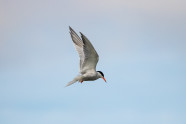 TO FLAP OR TO SOAR BIRD FLIGHT PATTERNS AND HOW THEY INFLUENCE MIGRATION