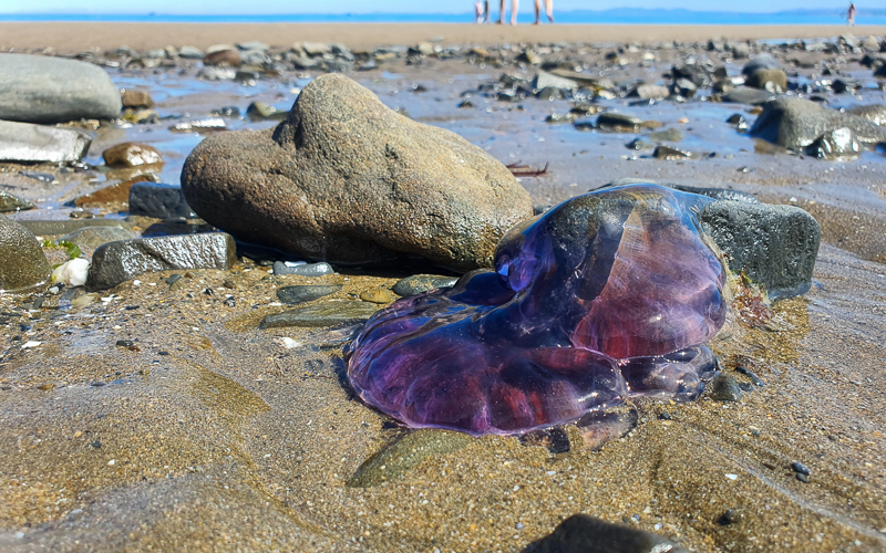 why-do-jellyfish-wash-up-on-the-beach