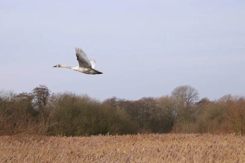 TO FLAP OR TO SOAR? BIRD FLIGHT PATTERNS AND HOW THEY INFLUENCE MIGRATION