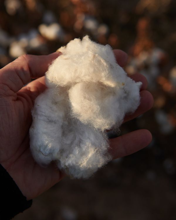 at cotton 2015