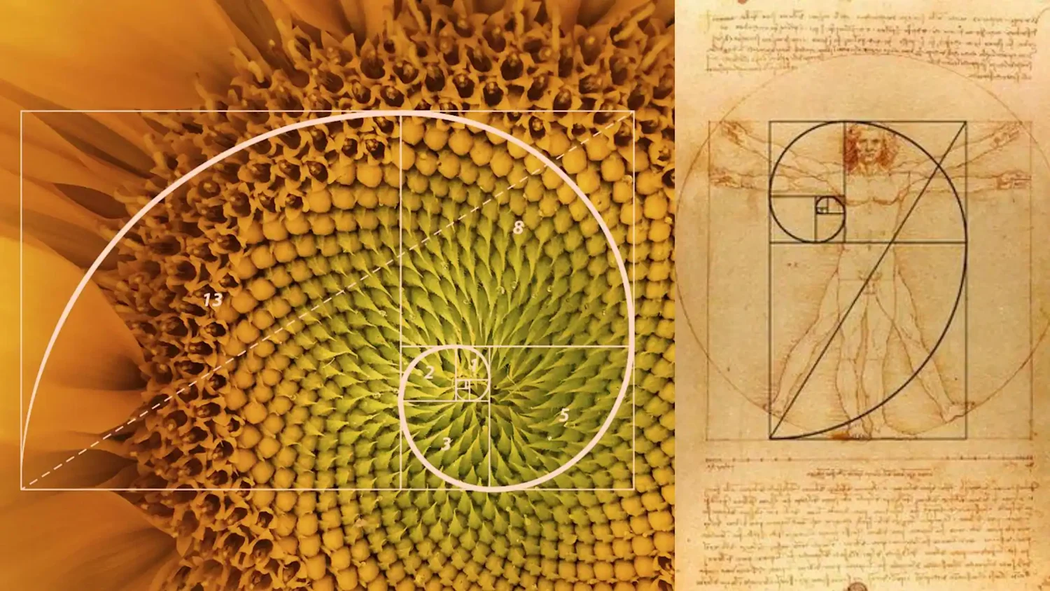 Fibonacci sequence in nature