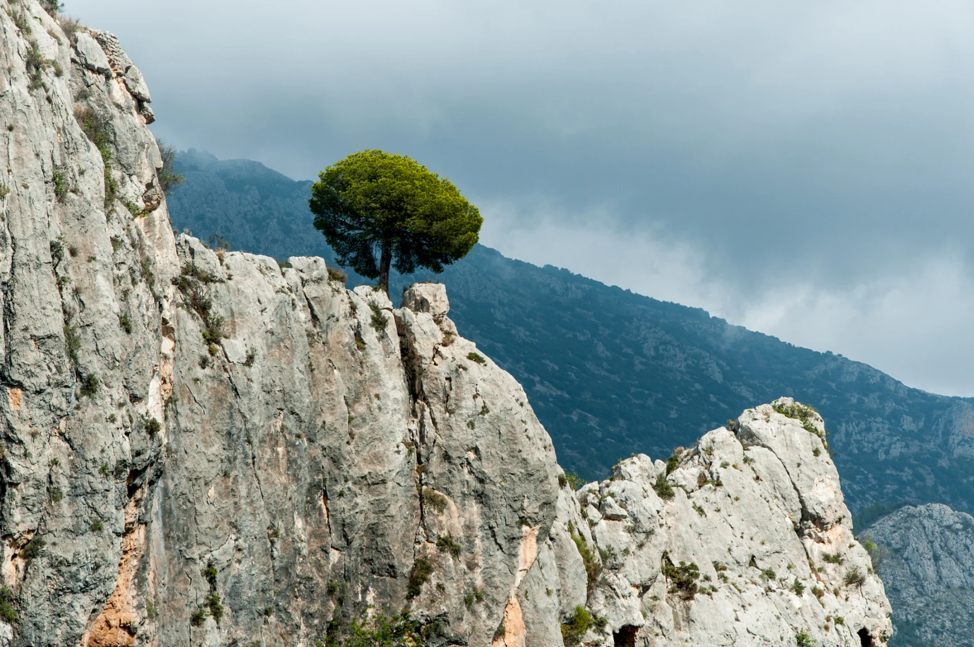 Lone tree on cliff