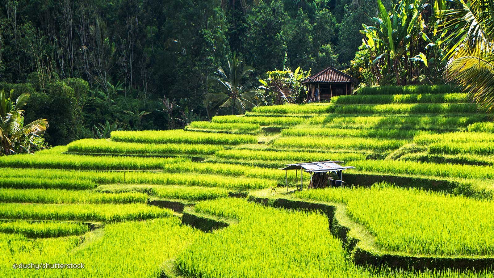 Image of Bali2