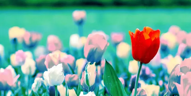 PL_blogpost_tulipano Medium.png