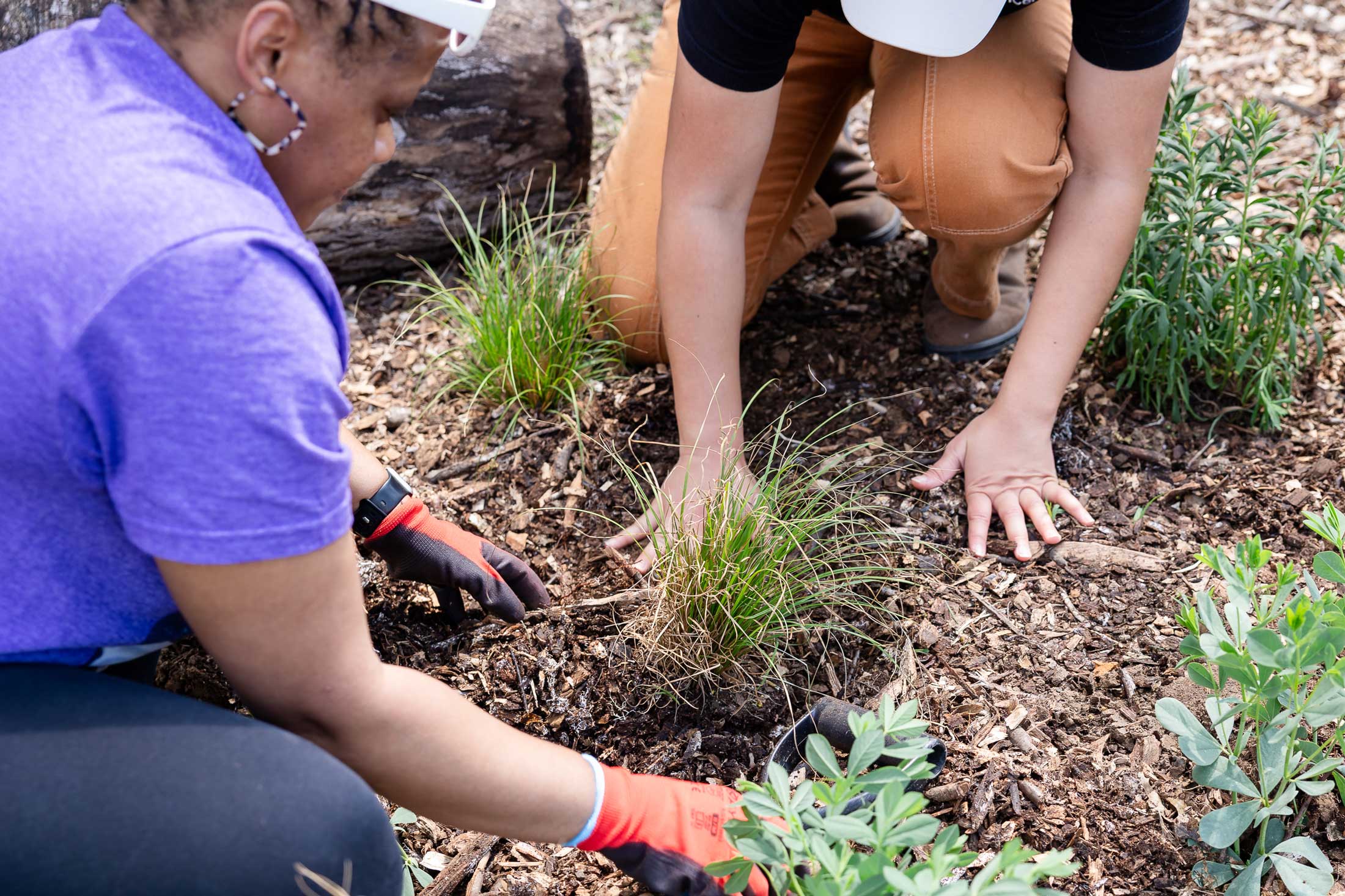 Two gloved women planting native plants in mulch ground.