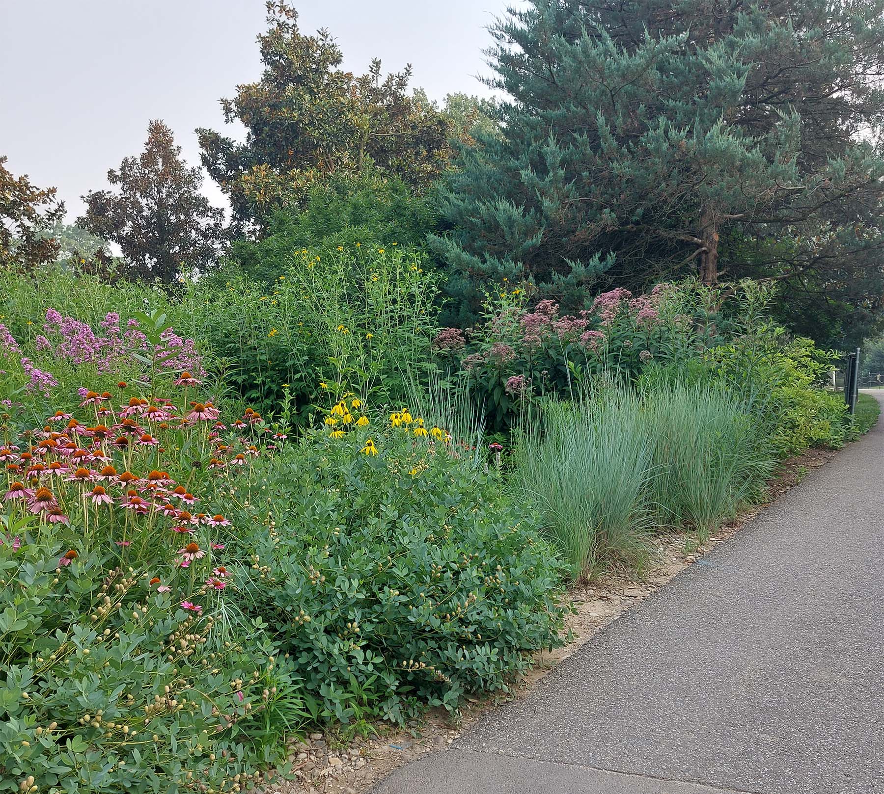Inspirational native plantings at Woody Plant Conference.