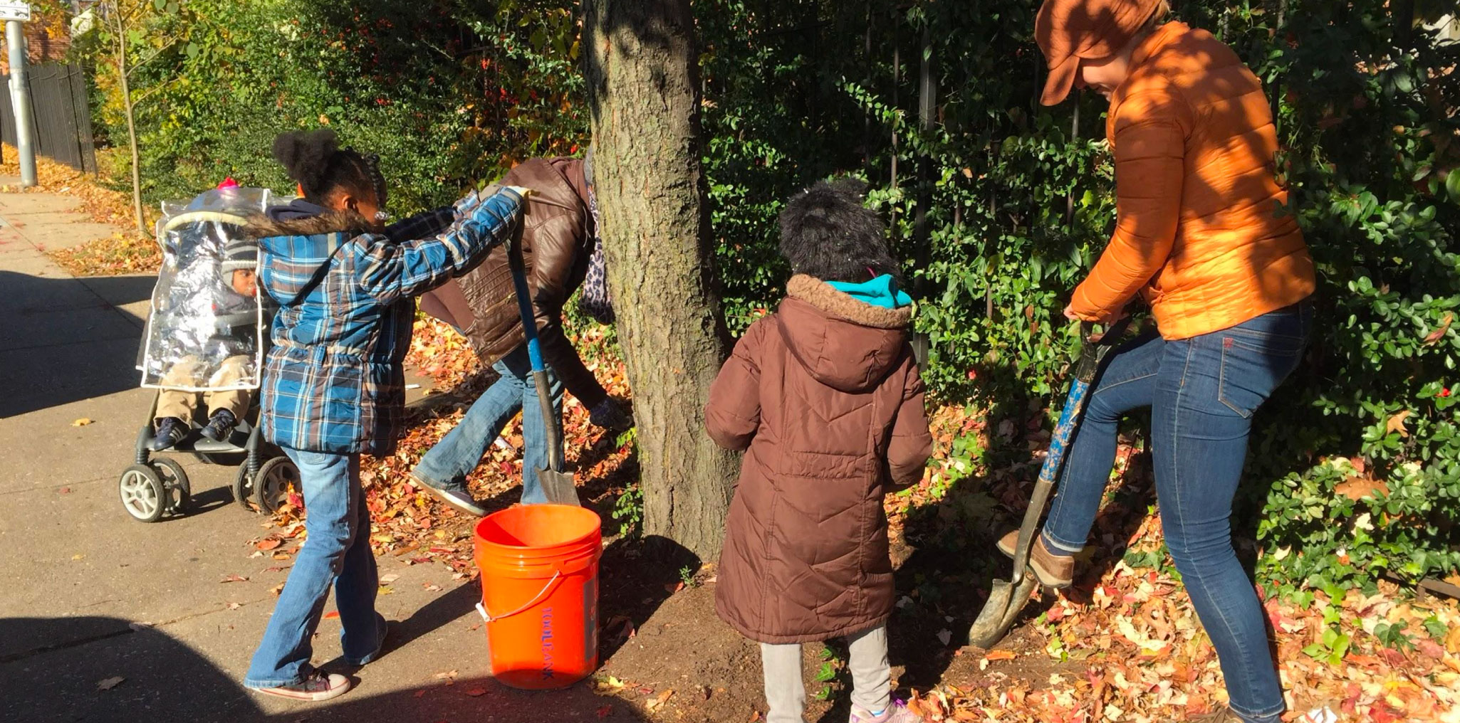 Daffodil planting to engage the community.