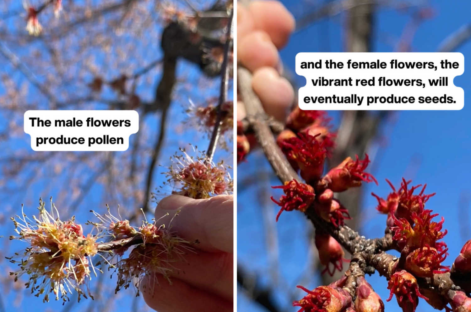 Male and female red maple trees produce either pollen or flowers.