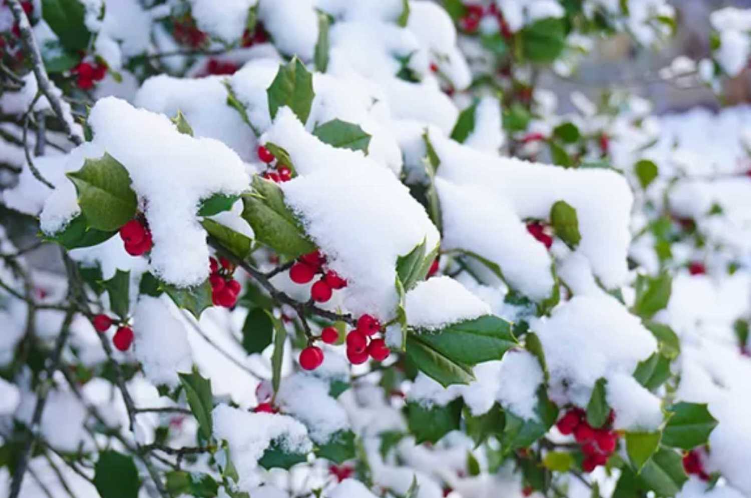 Native Winter What Maryland Native Plants Look Best in the Winter | The Neighborhood ...
