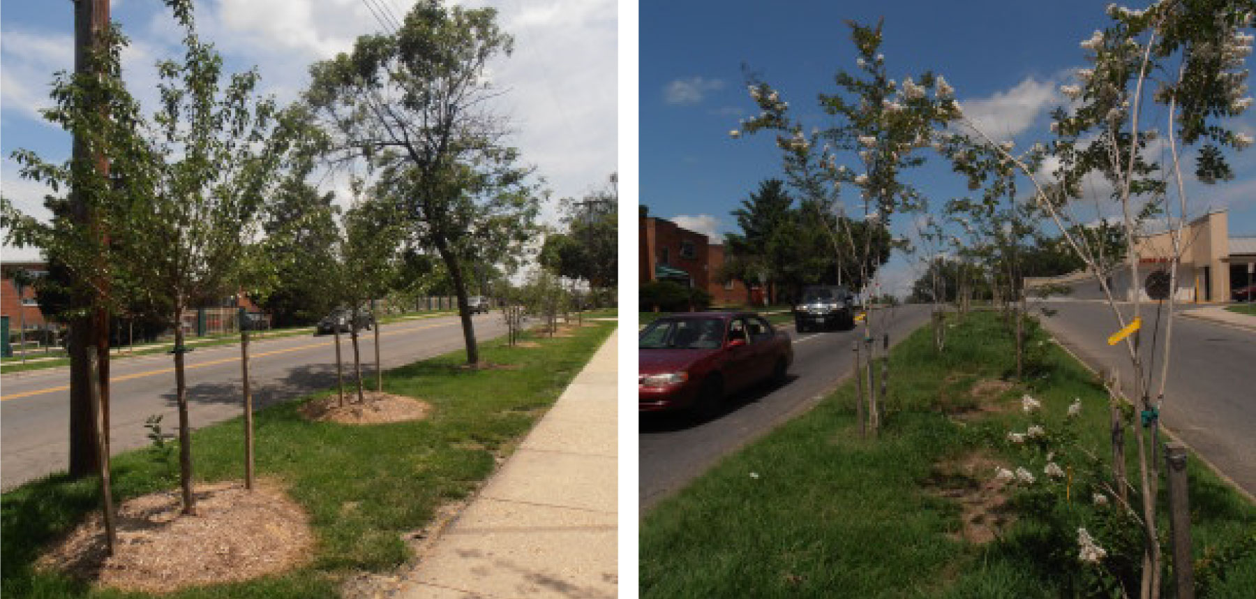Left: Kentucky coffeetree one year after planting in the 14th Avenue Median.