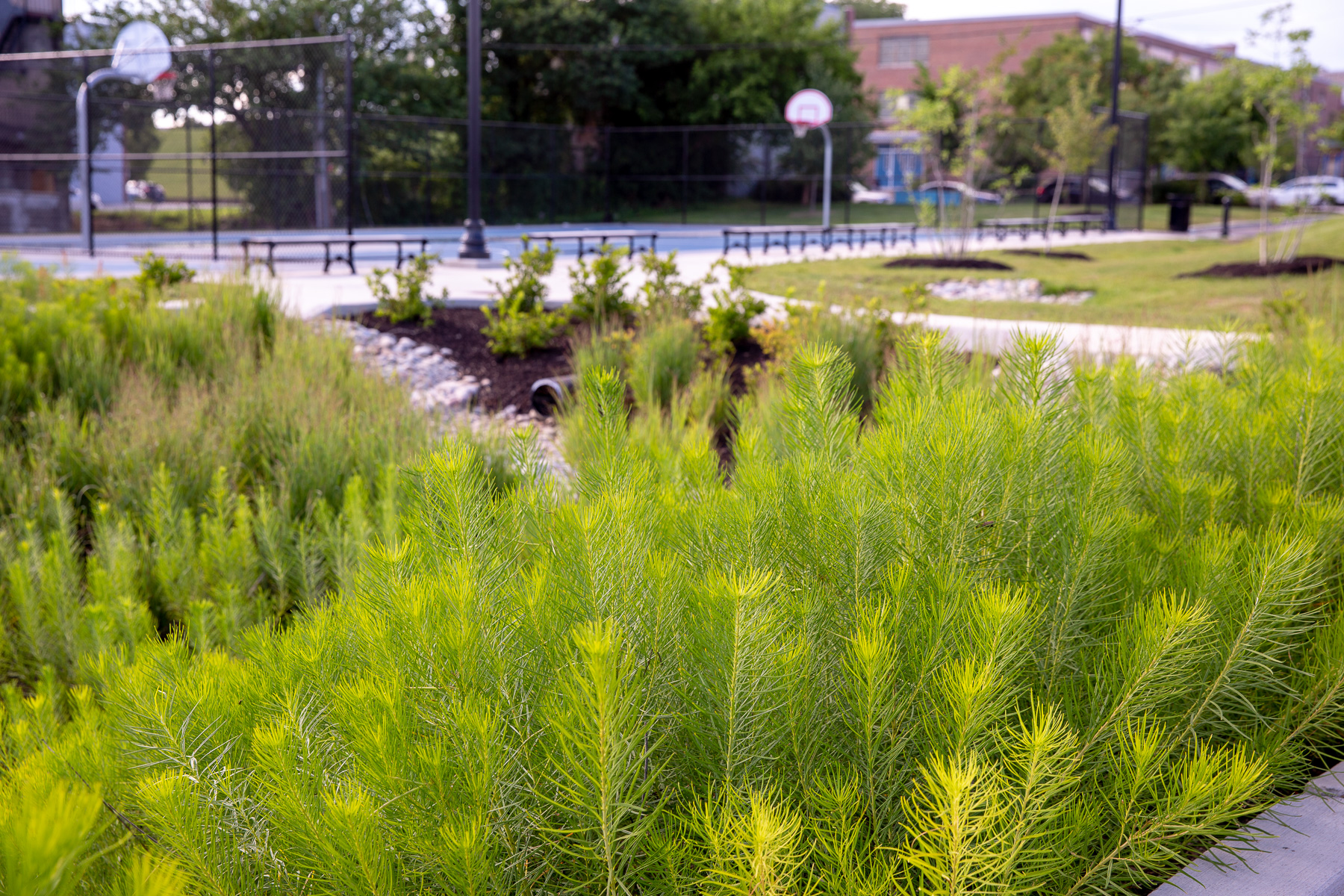 Stormwater management plantings at Henrietta Lacks Park