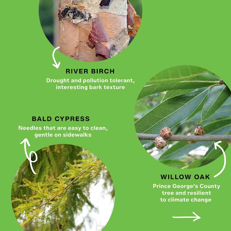 Top 10 Native Trees | The Neighborhood Design Center