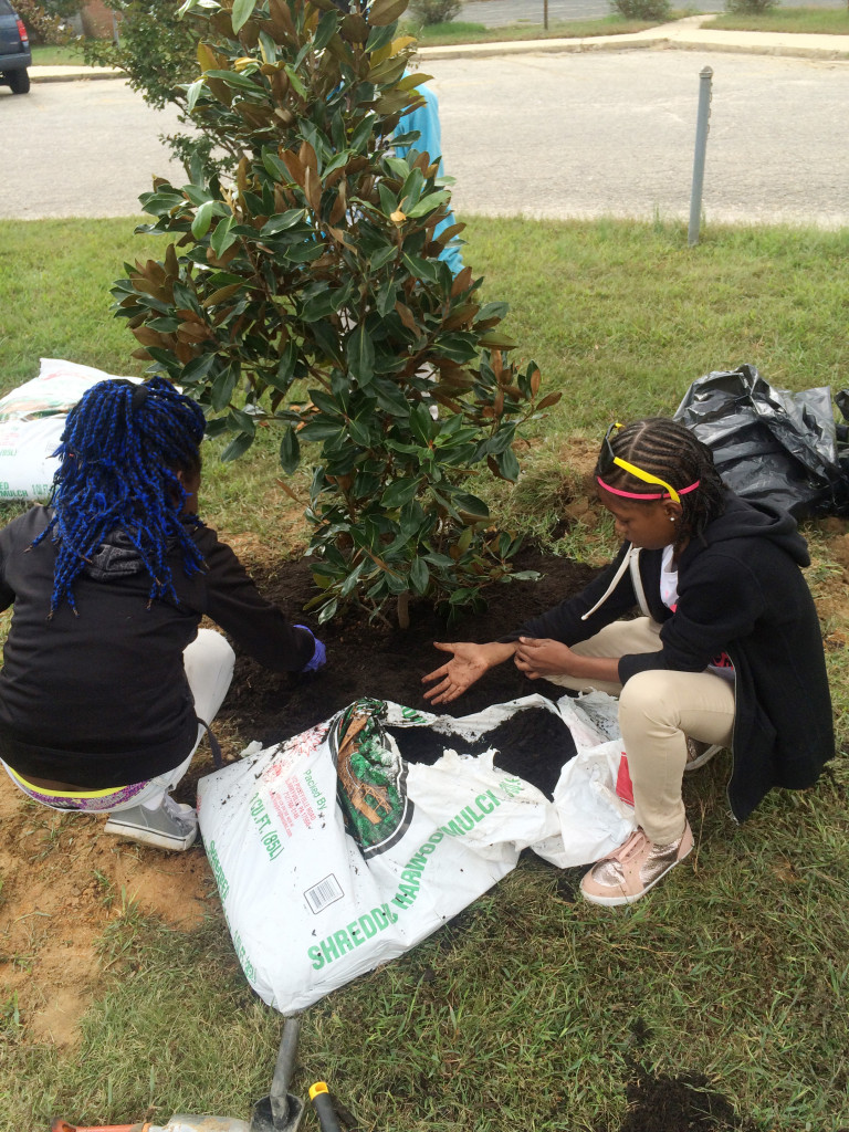 Appropriate application of mulch ensures a successful planting. Image by NDC / Briony Hynson.