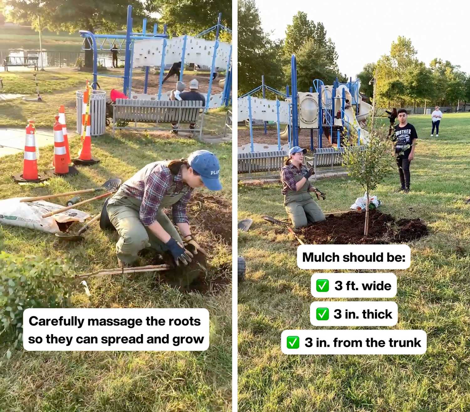 How to Plant a Tree | The Neighborhood Design Center