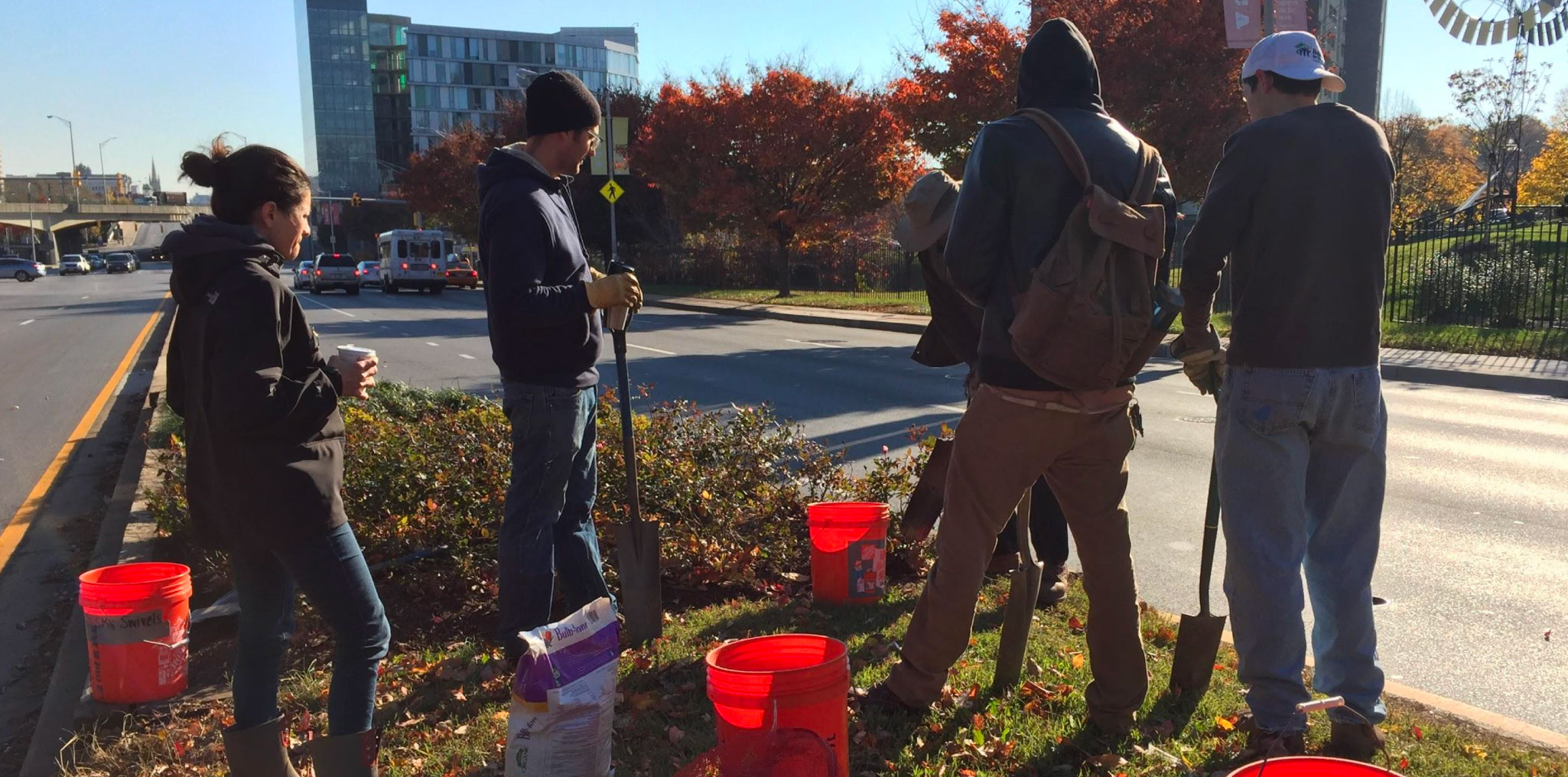 Daffodil planting to engage the community.