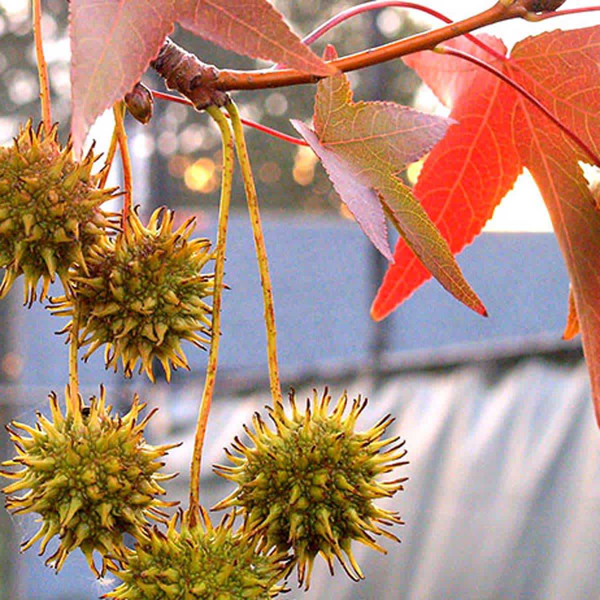 Proggy Tree Forestry Tree Experts Favorite Trees | The Neighborhood Design Center
