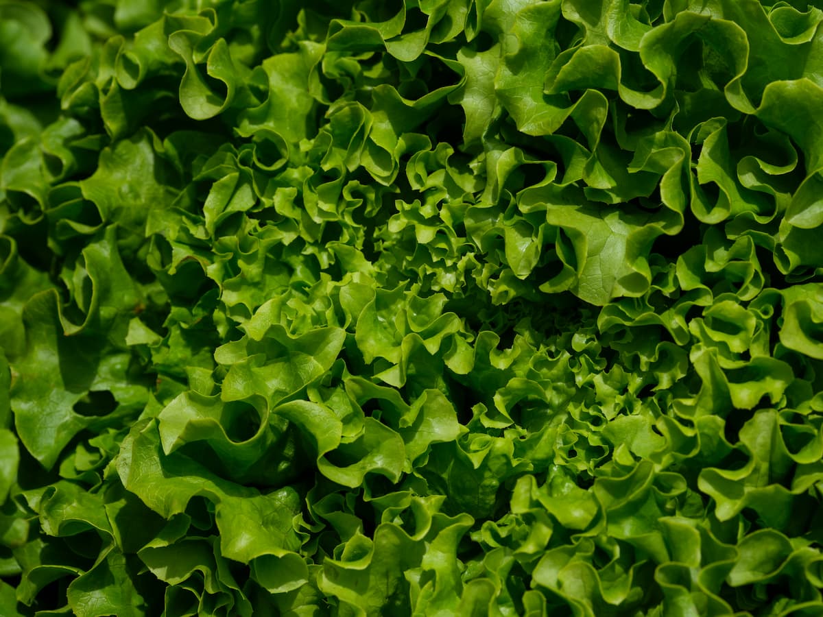 hydrofarm grown lettuce
