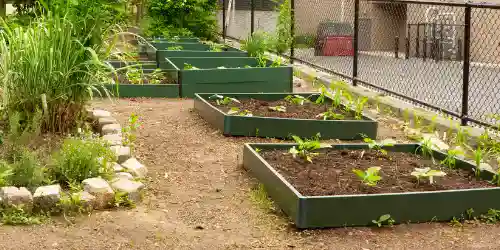 Image for School Garden