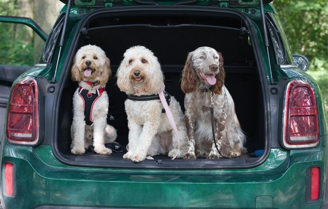 Dogs at Sytner MINI x Dogs