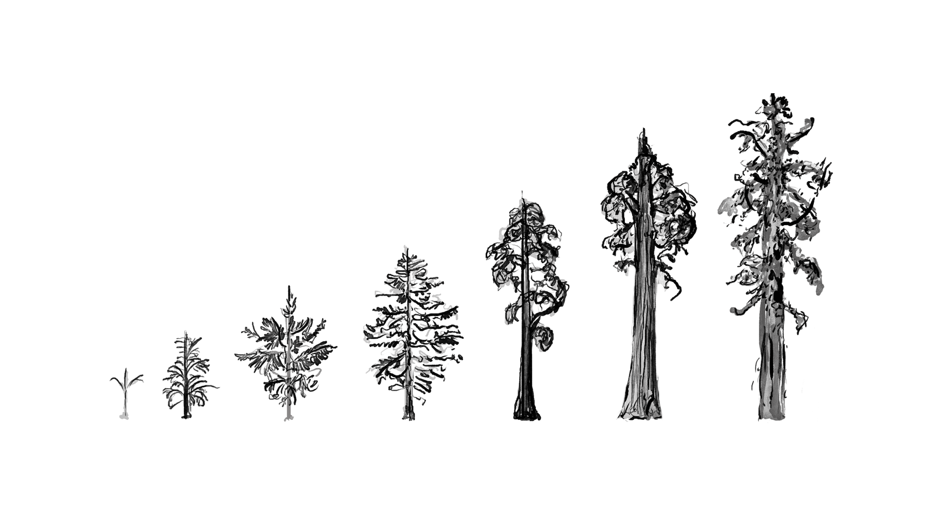 Tree-evolution