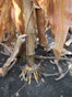 Corn F2F1C-121 Treated