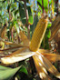 Corn F2F1G-011 Treated