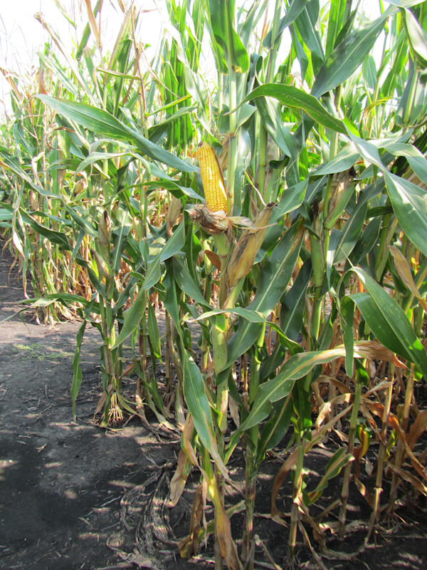Corn F2F1C-151 Treated