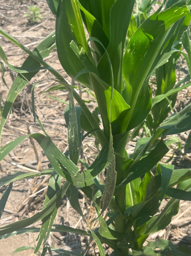 Assessing Hail Damage in Corn (1)