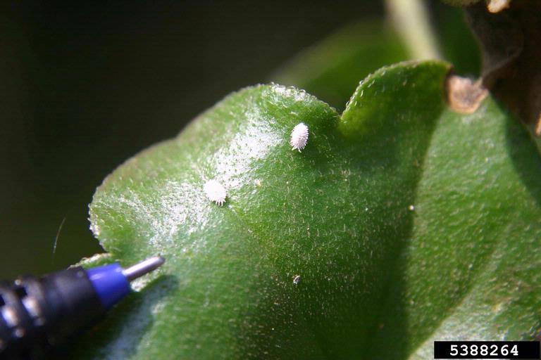 Mealybug 1 