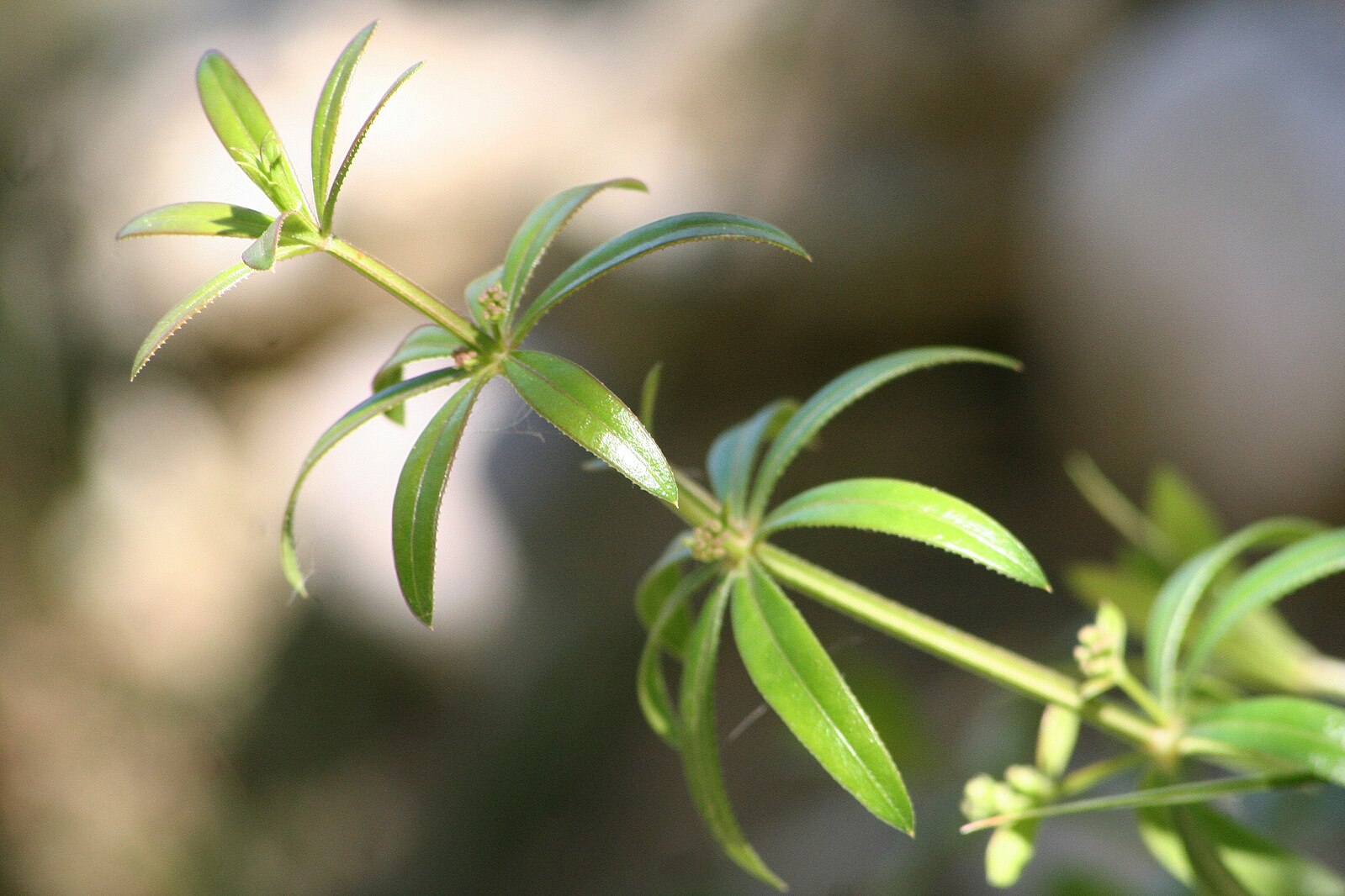 Galium aparine