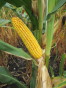 Corn F2F1C-021 Treated