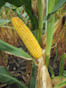 Corn F2F1C-021 Treated