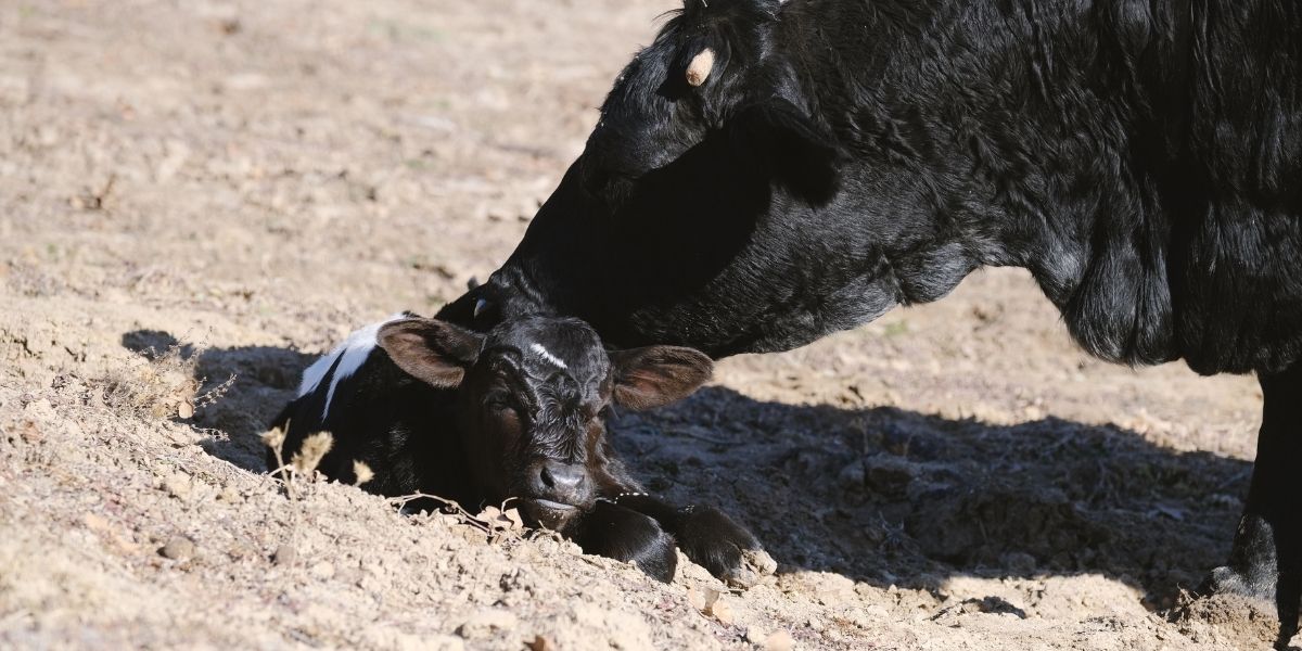 Newborn Calf Respiratory Diseases And Calf Scours Causes And 