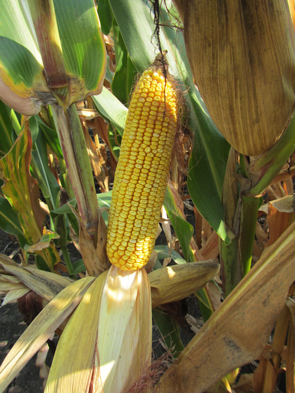 Corn F2F1C-121 Treated