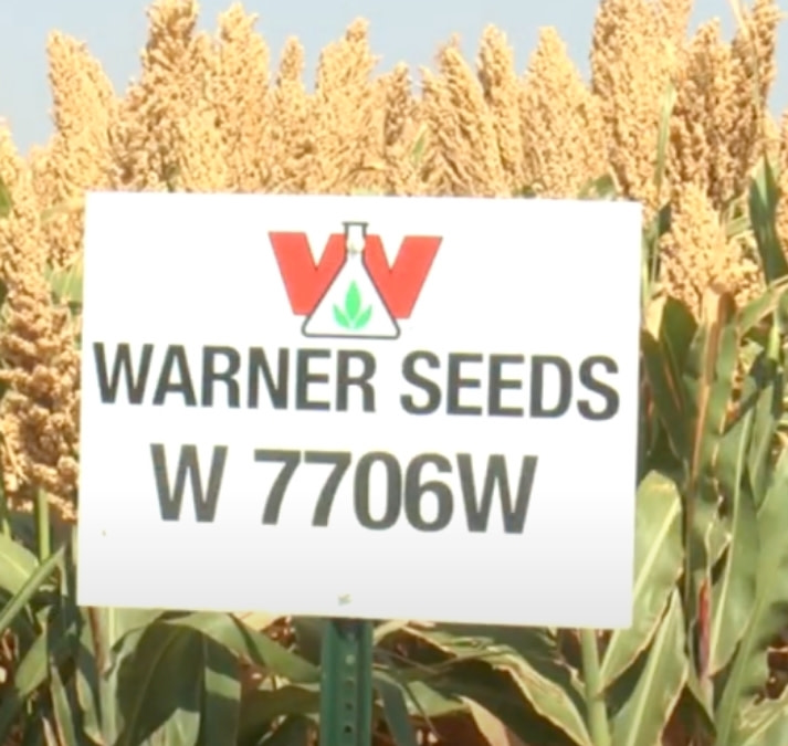 Sorghum W 7706W STD Treated